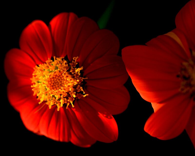 Red Zinnia Flowers