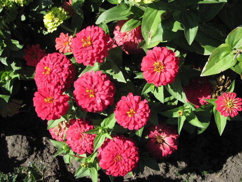 Red Zinnia Flowers — Vibrant, Afternoon