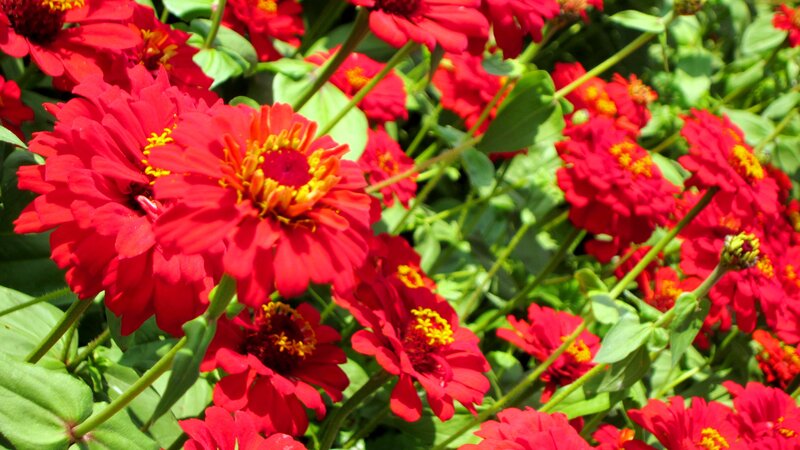 Red Zinnia Flowers — Vibrant