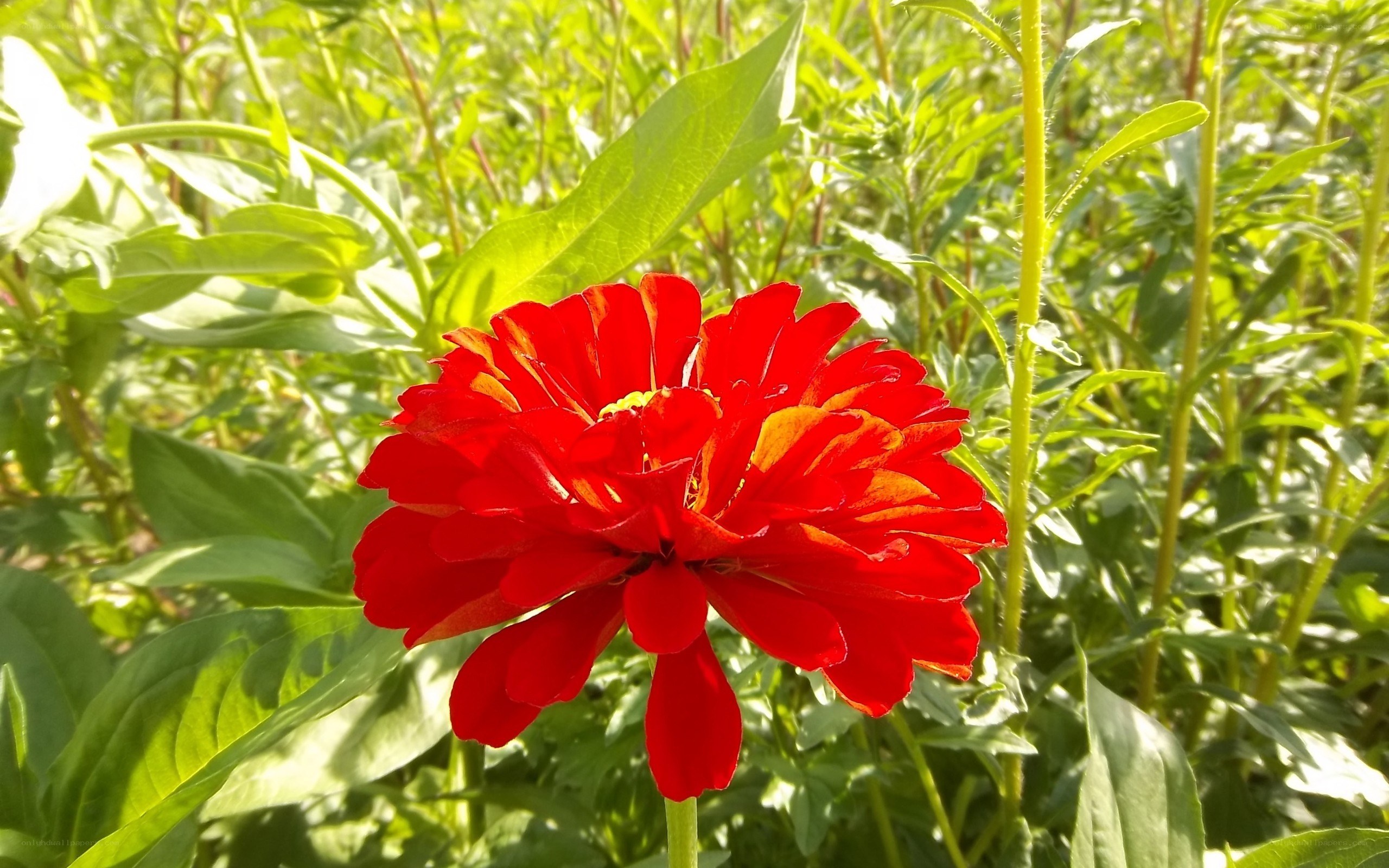Red zinnia in a garden