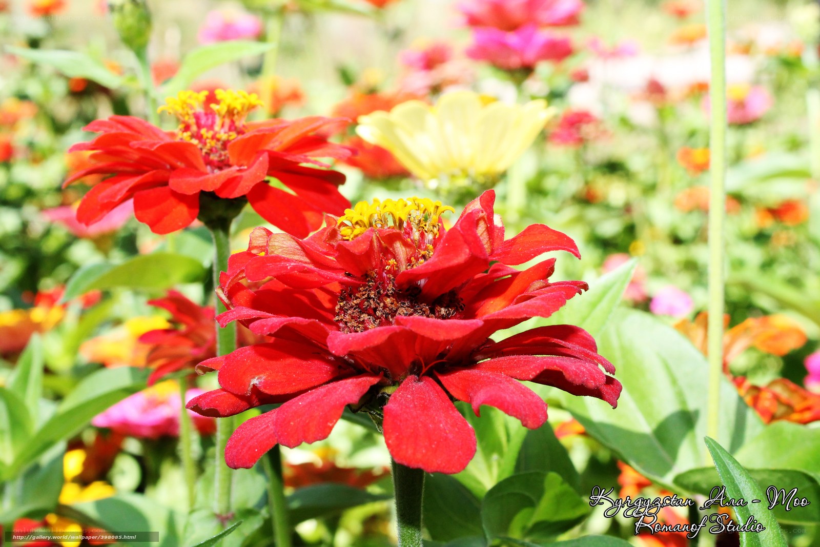 Red Zinnias in a Garden