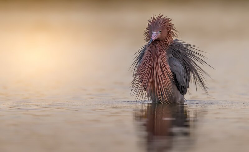 Reddish Egret Bird — Brown
