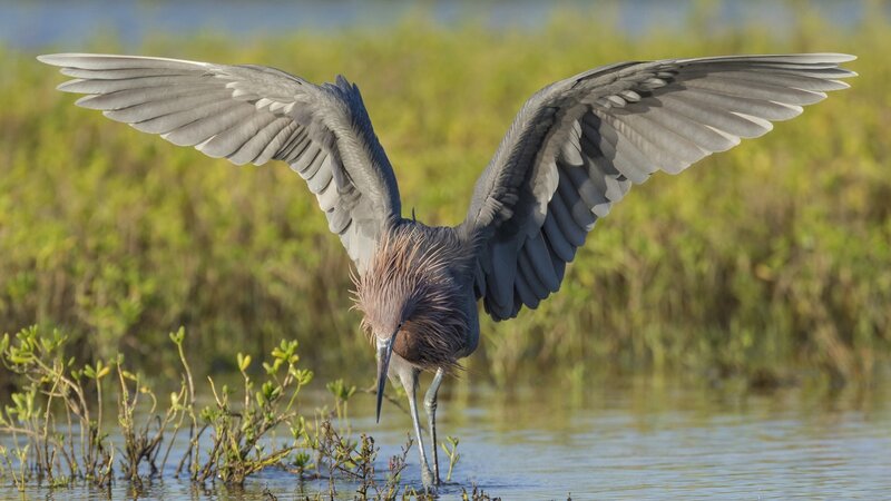 Reddish Egret Bird — Gray