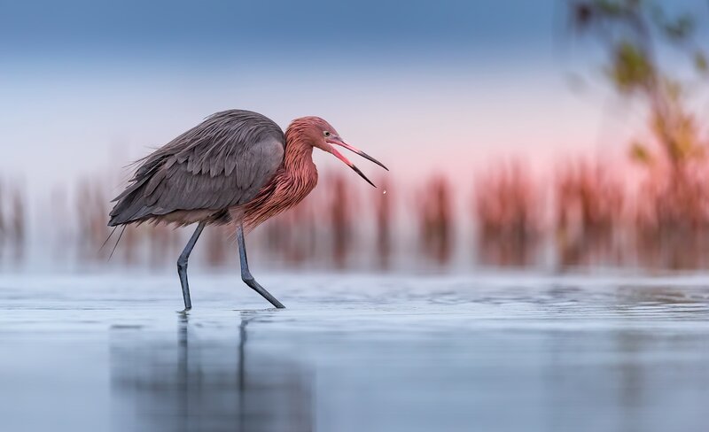Reddish Egret Bird