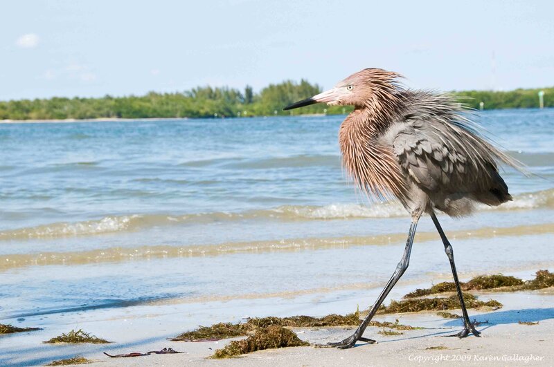 Reddish Egret on Beach
