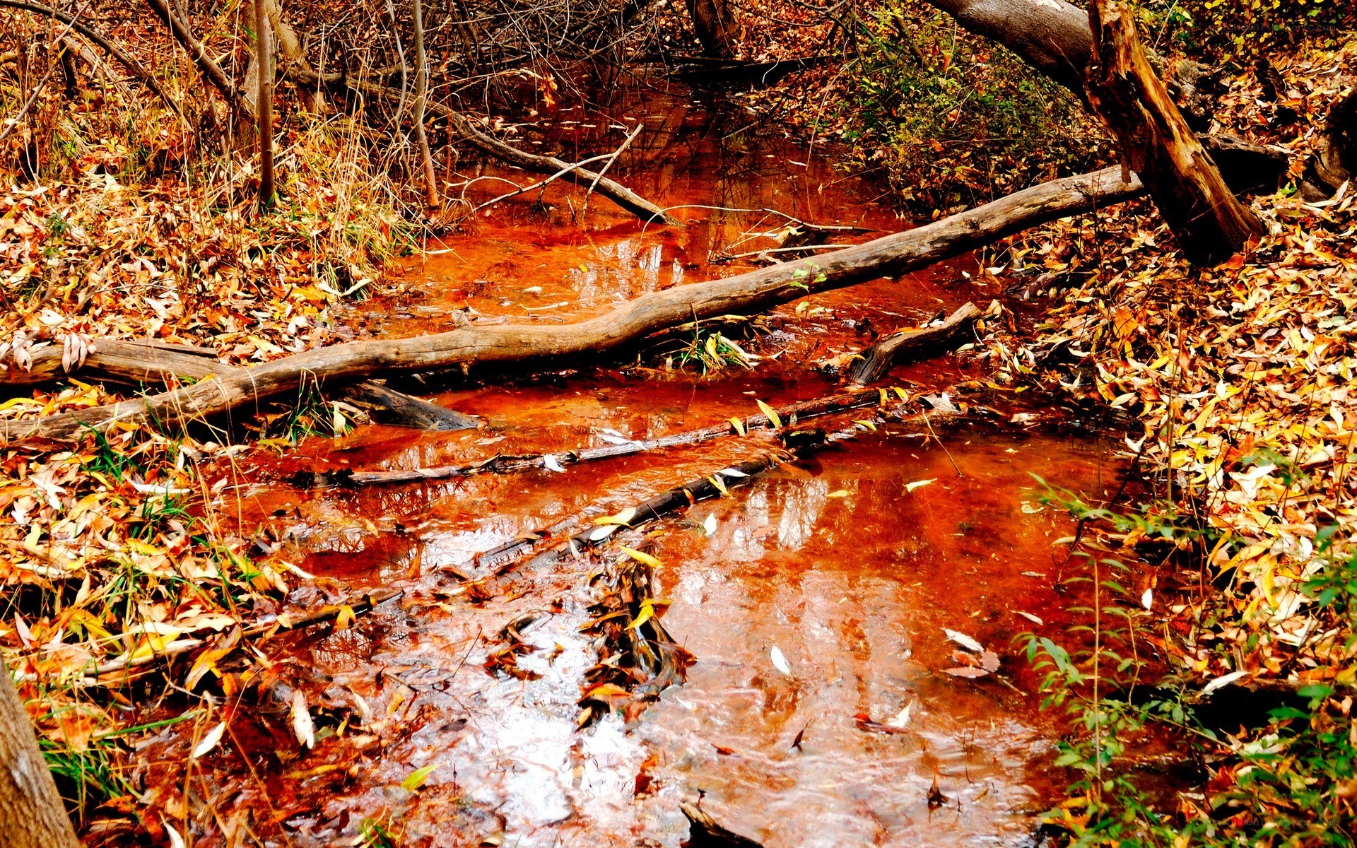 Reddish stream in autumn forest