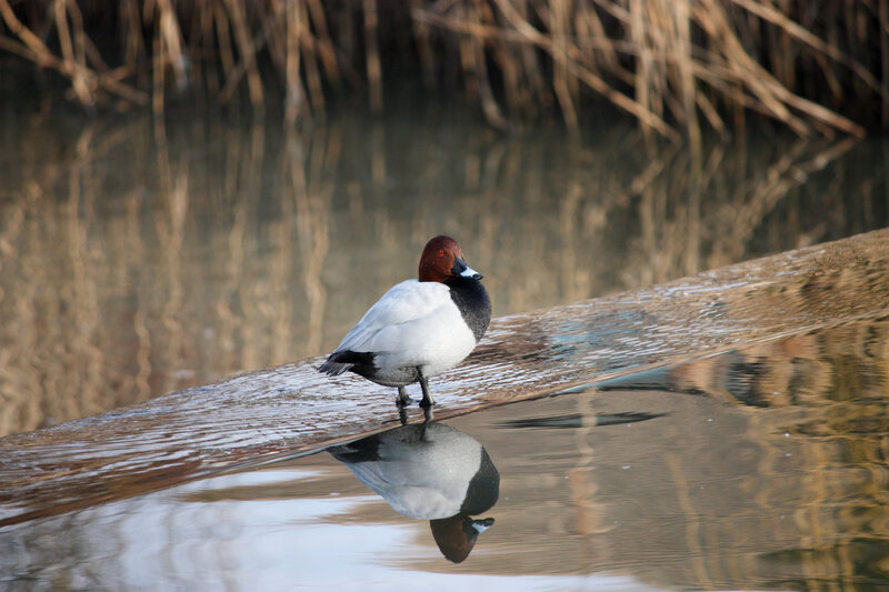 Redhead Duck on Log