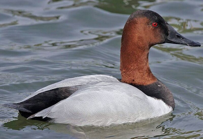 Redhead Duck Swimming — Brown