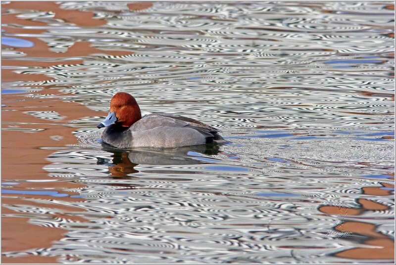 Redhead duck swimming in water