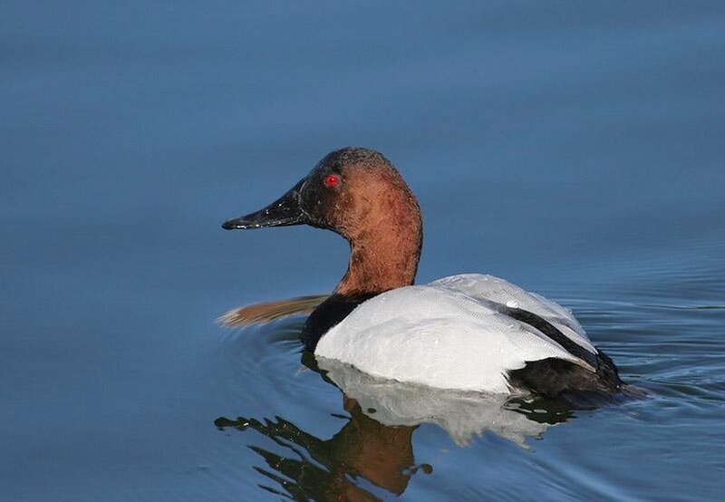 Redhead Duck Swimming
