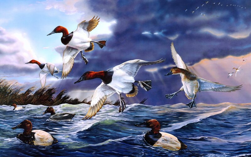 Redhead Ducks in Flight