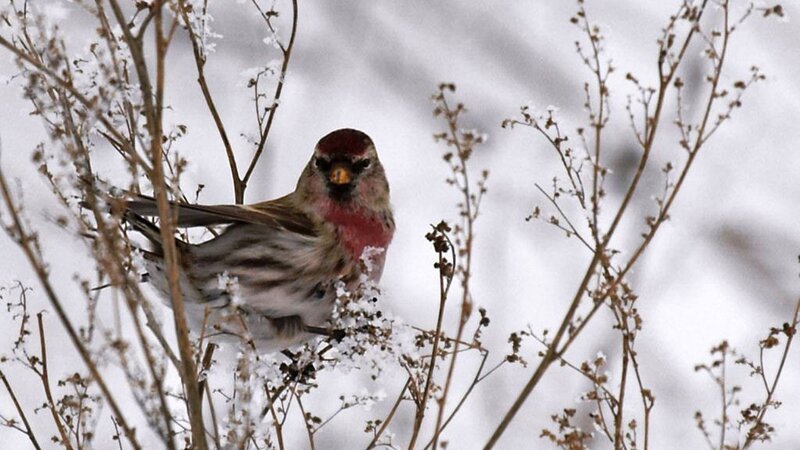 Redpoll Bird in Snow