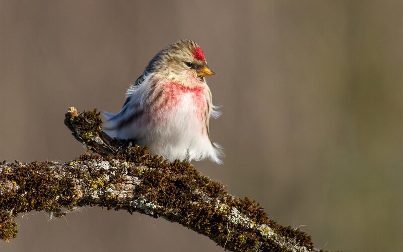 Redpoll bird on a branch