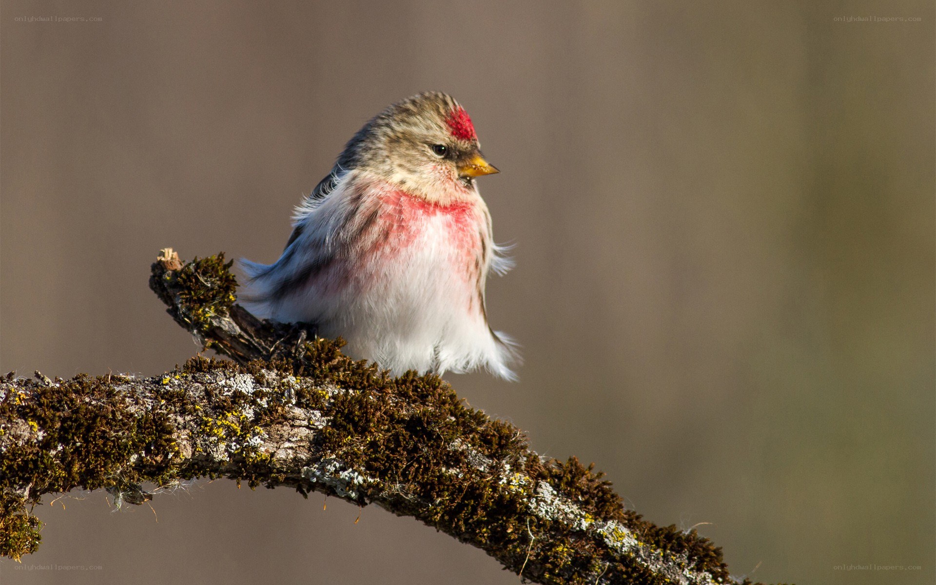 Redpoll bird on a branch