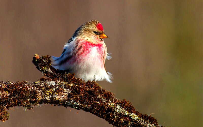 Redpoll Bird on Branch — Brown, Calm