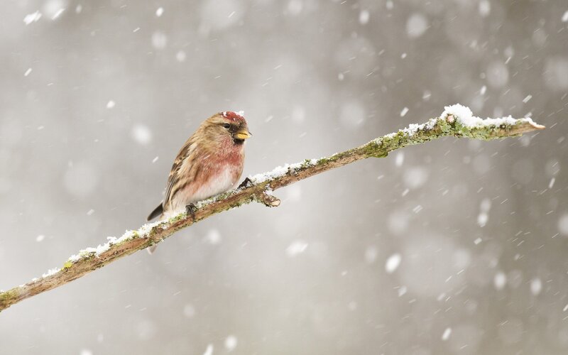 Redpoll Bird on Branch — Brown, Calm, Winter, Photograph