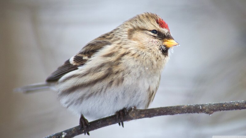 Redpoll Bird on Branch — Brown, Calm, Winter
