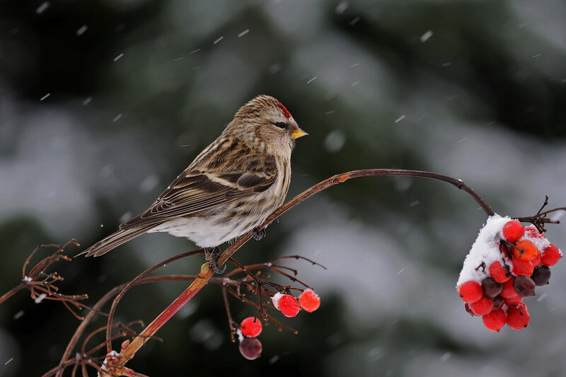 Redpoll Bird on Branch — Brown