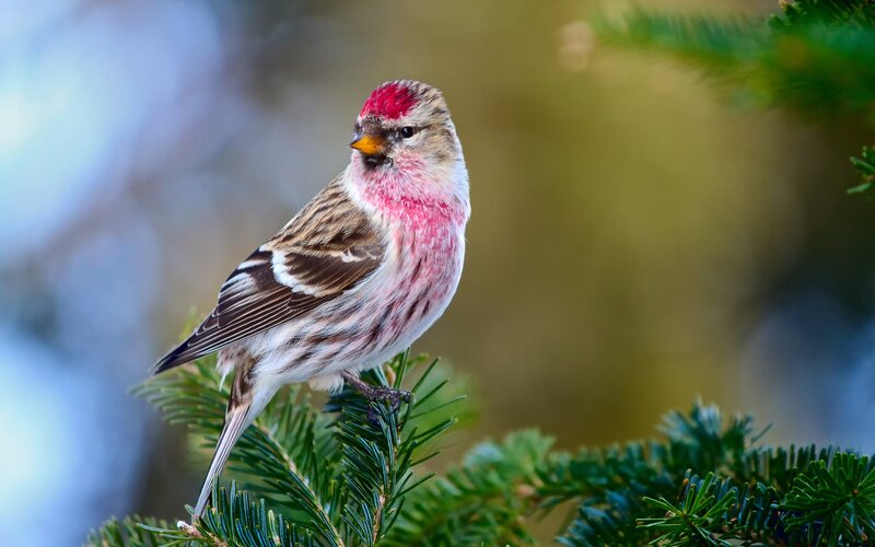 Redpoll Bird on Branch — Green, Calm