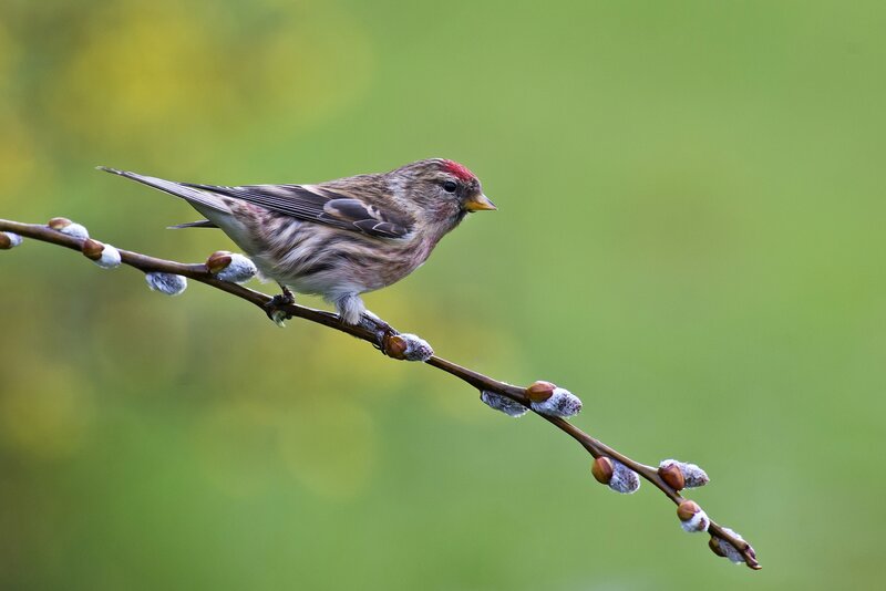 Redpoll Bird on Branch — Green, Serene