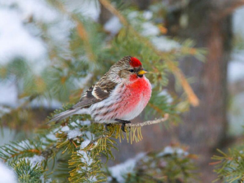 Redpoll Bird on Branch