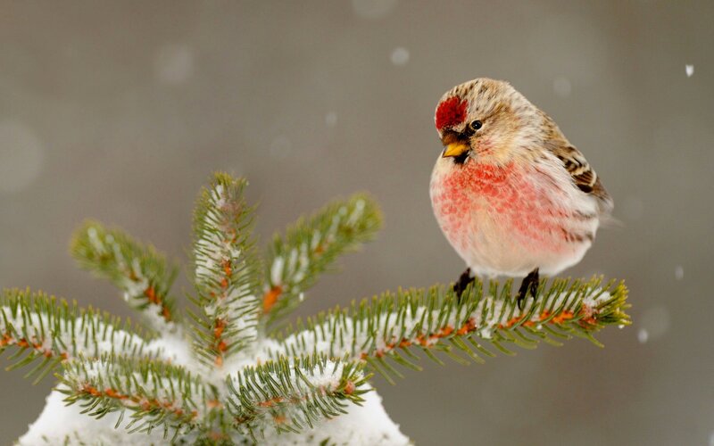 Redpoll Bird on Branch — White, Calm