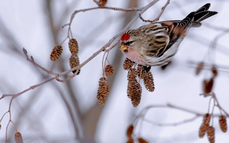 Redpoll Bird on Branch — White, Calm, Winter