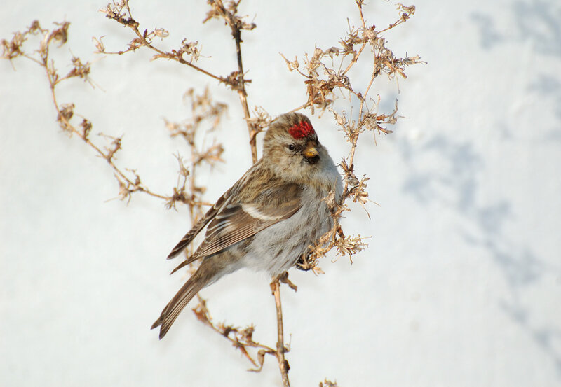 Redpoll Bird on Branch — White