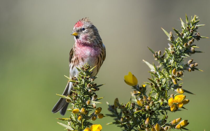 Redpoll Bird on Branch — Yellow, Calm