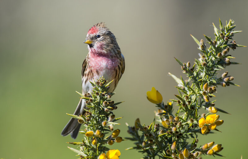 Redpoll Bird on Branch — Yellow