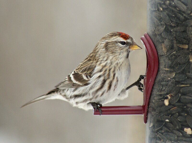 Redpoll Bird on Feeder — Brown