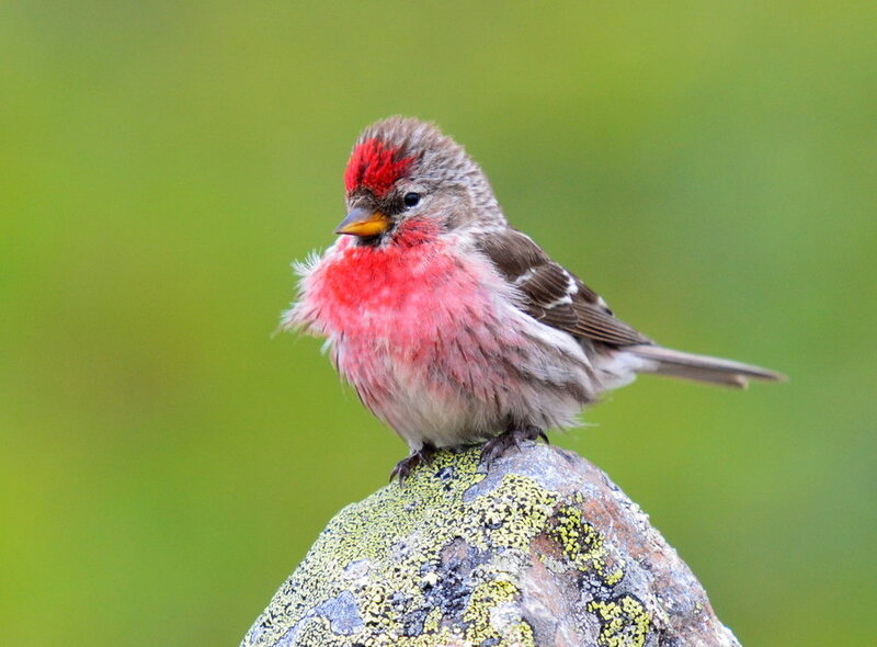 Redpoll Bird on Rock