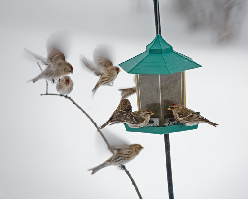 Redpoll Birds at Feeder