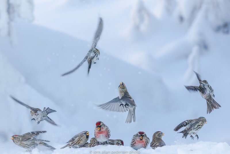 Redpoll Birds in Snow