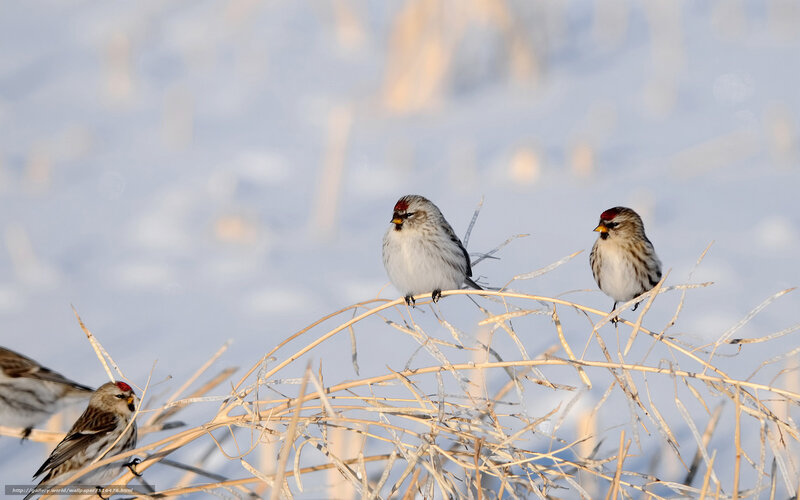 Redpoll Birds on Reeds