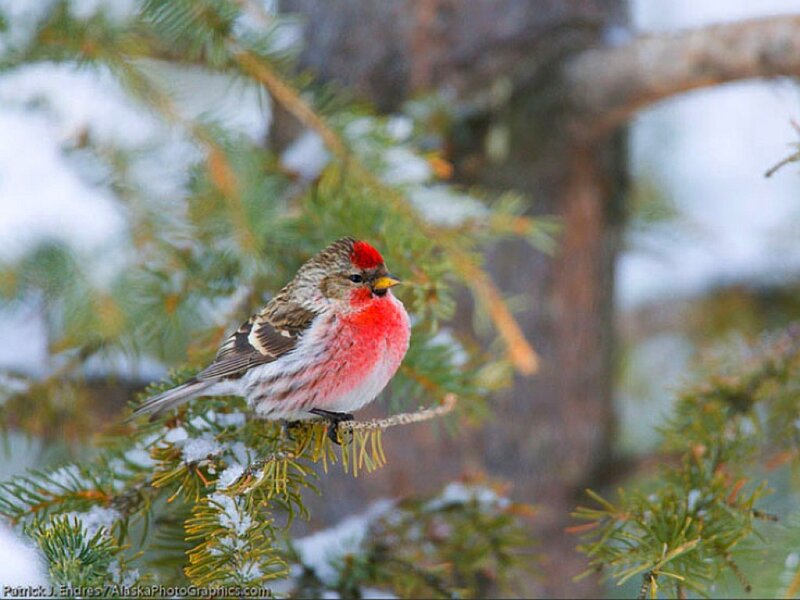 Redpoll on a snowy branch