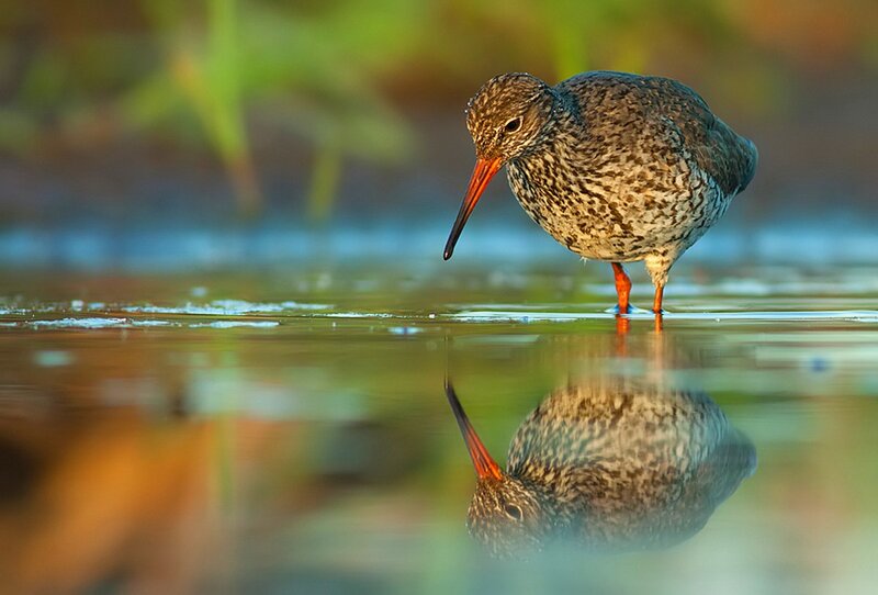 Redshank Bird in Water