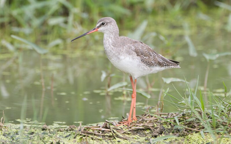 redshank bird in wetland