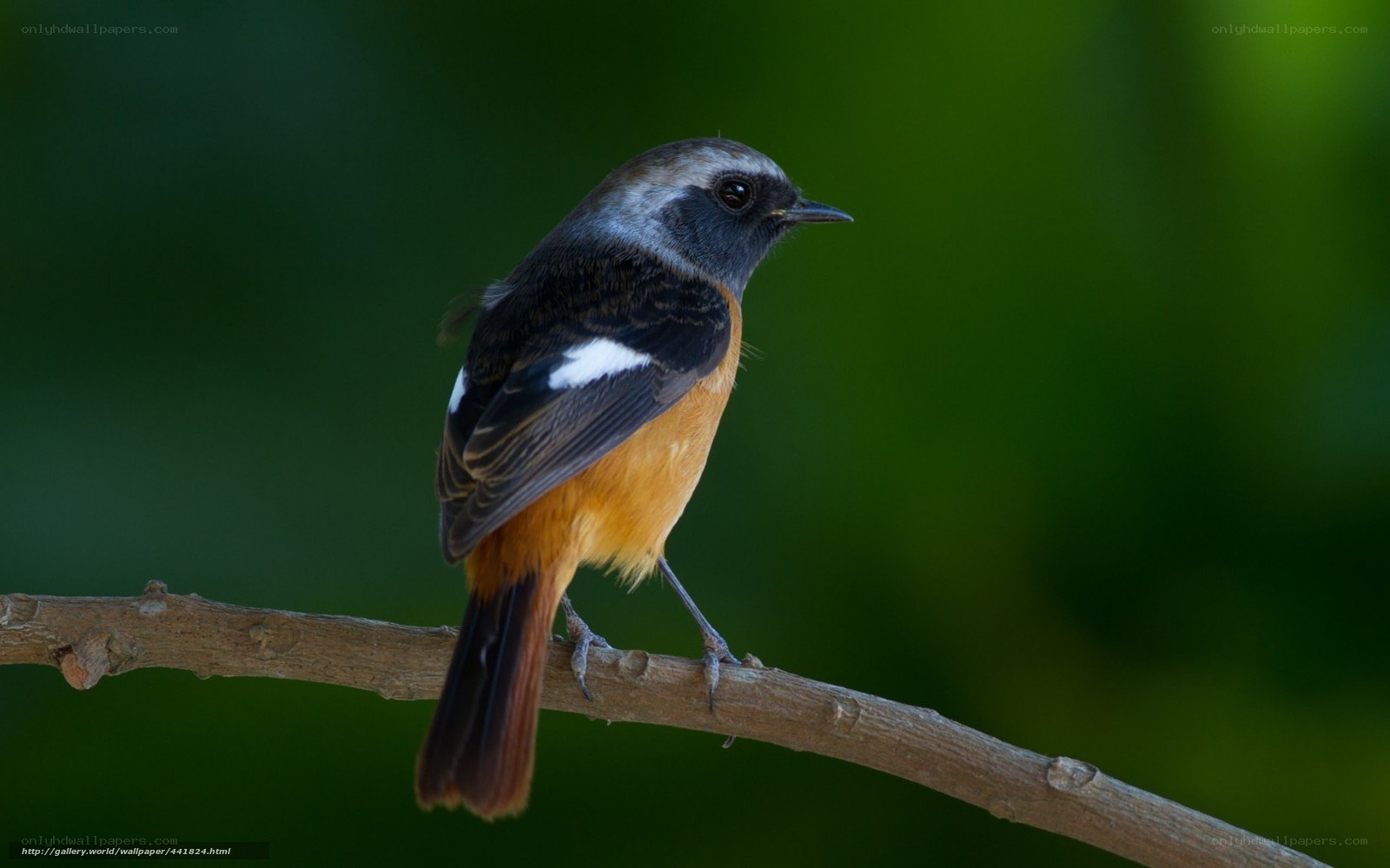 redstart bird on a branch