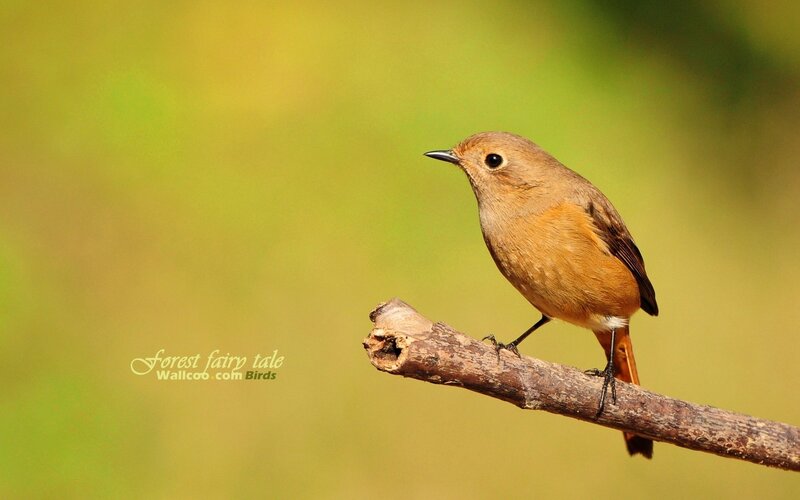 Redstart bird on a branch
