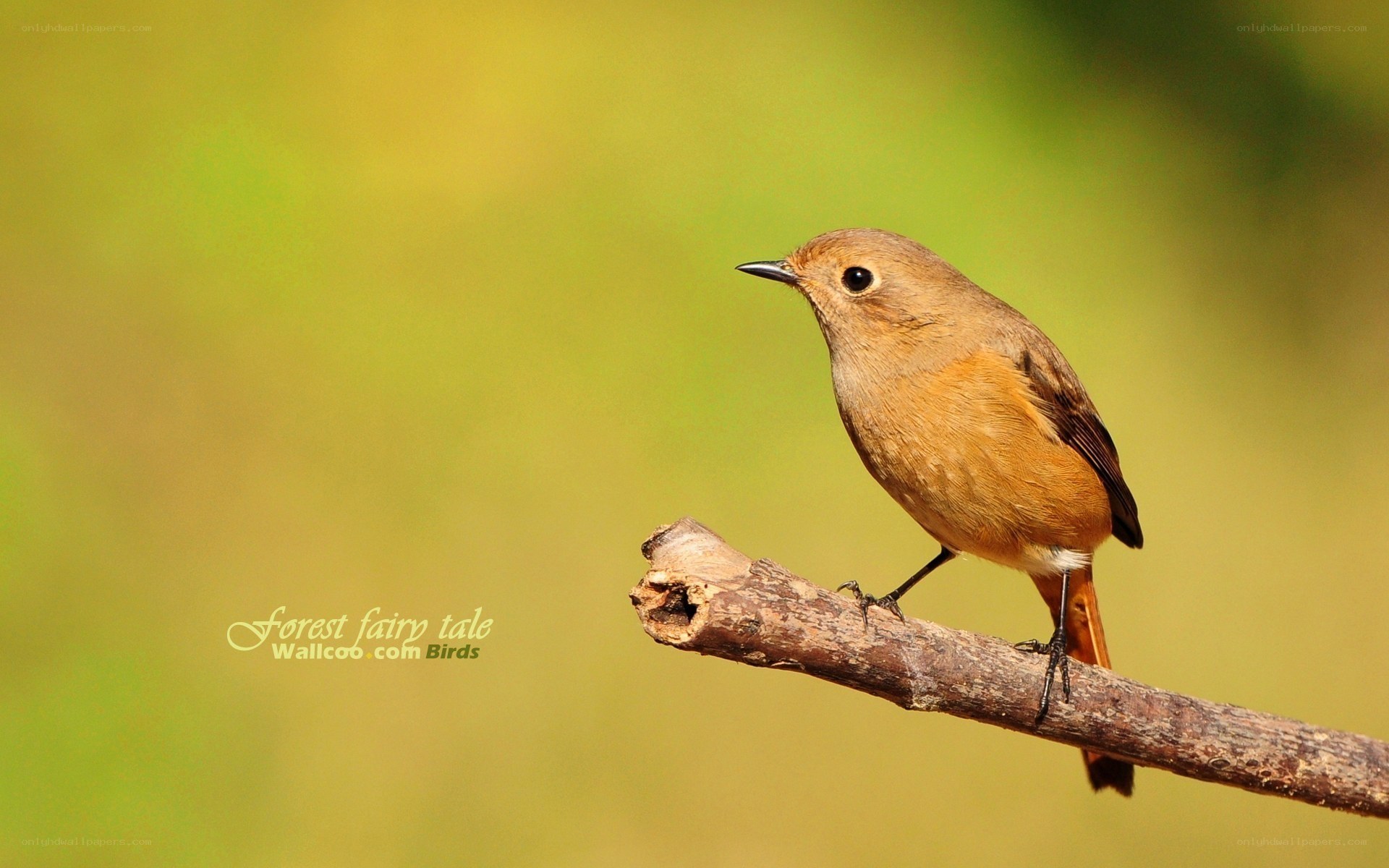 Redstart bird on a branch