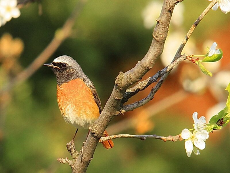 redstart bird on a flowering branch