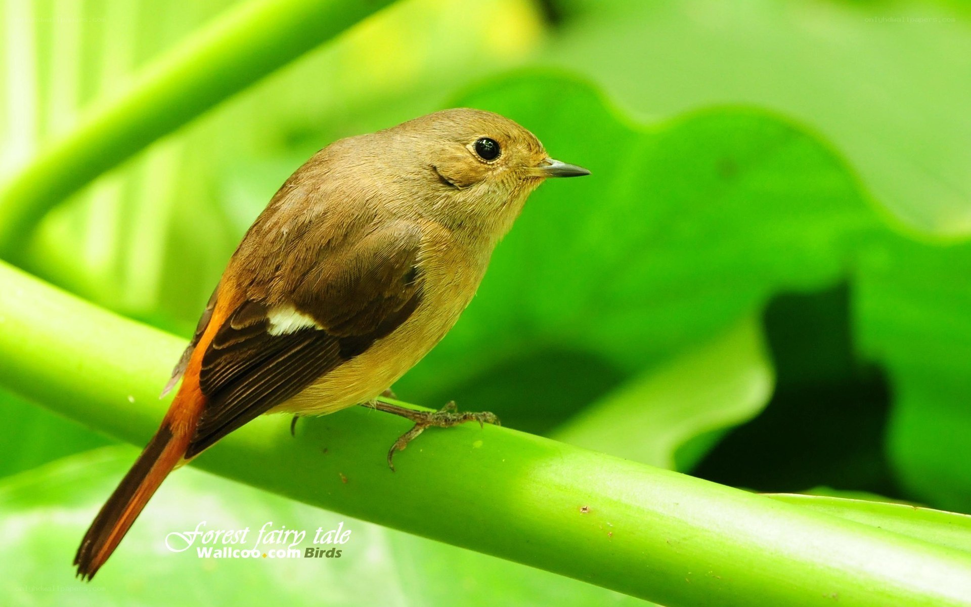redstart bird on green branch