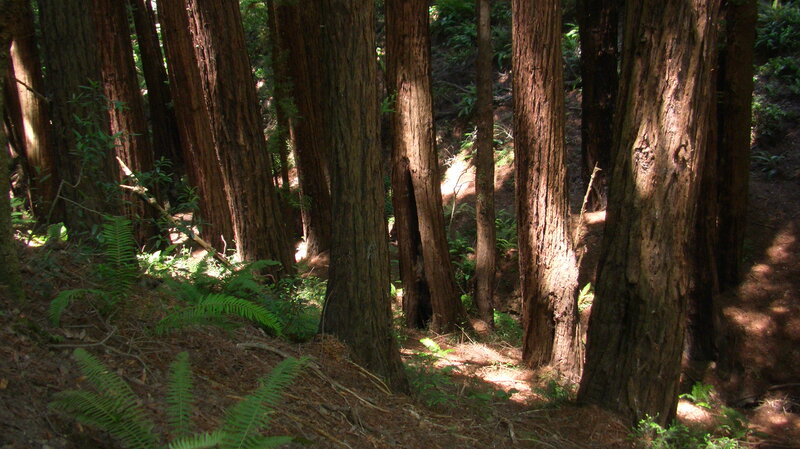 Redwood Forest — Brown, Serene