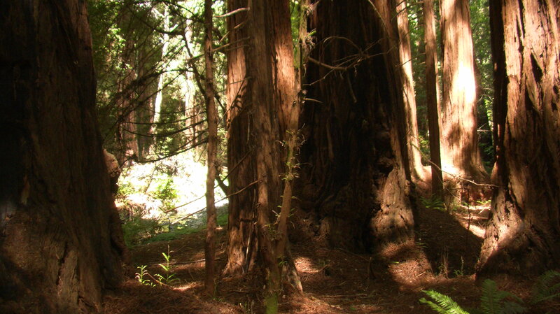 Redwood Forest — Brown