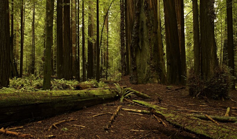 Redwood Forest Floor — Green, Serene