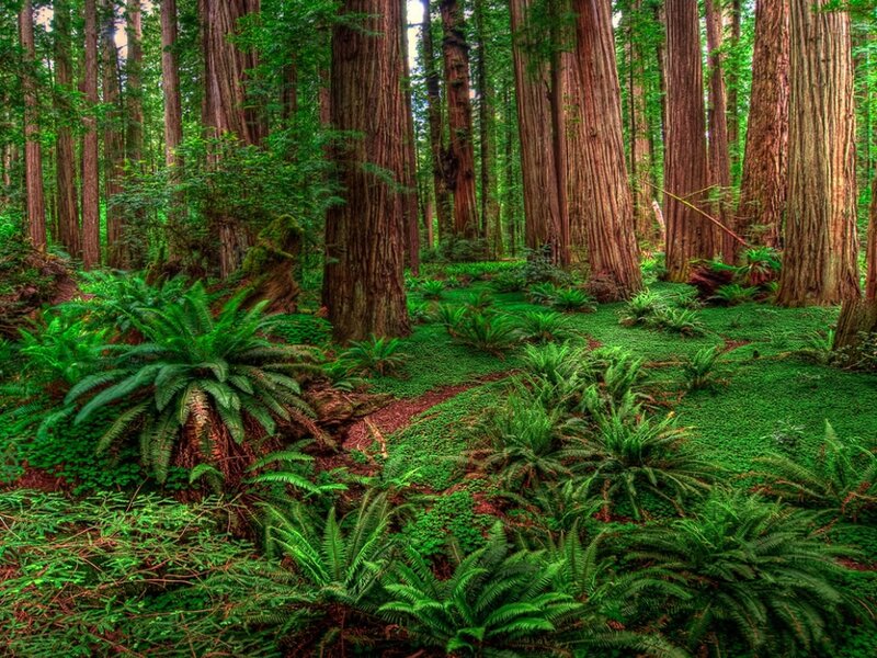 Redwood Forest Floor — Green