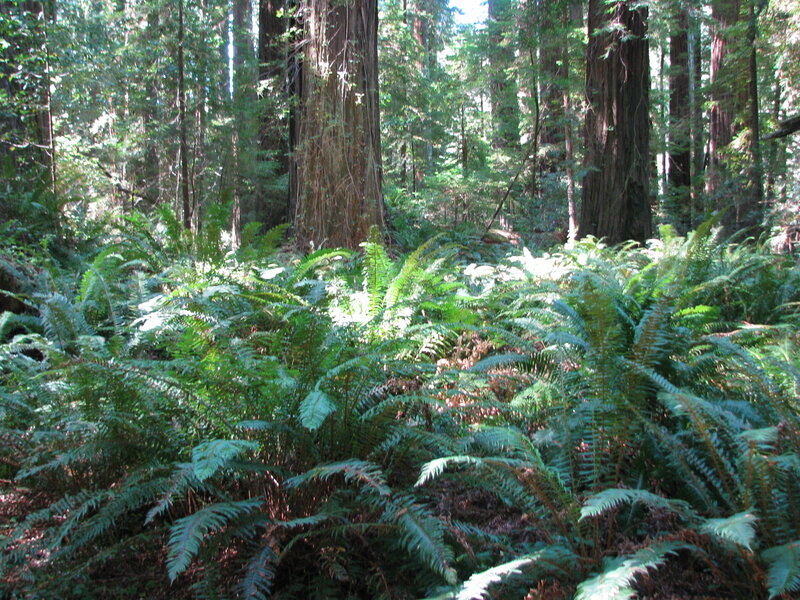 Redwood Forest Floor