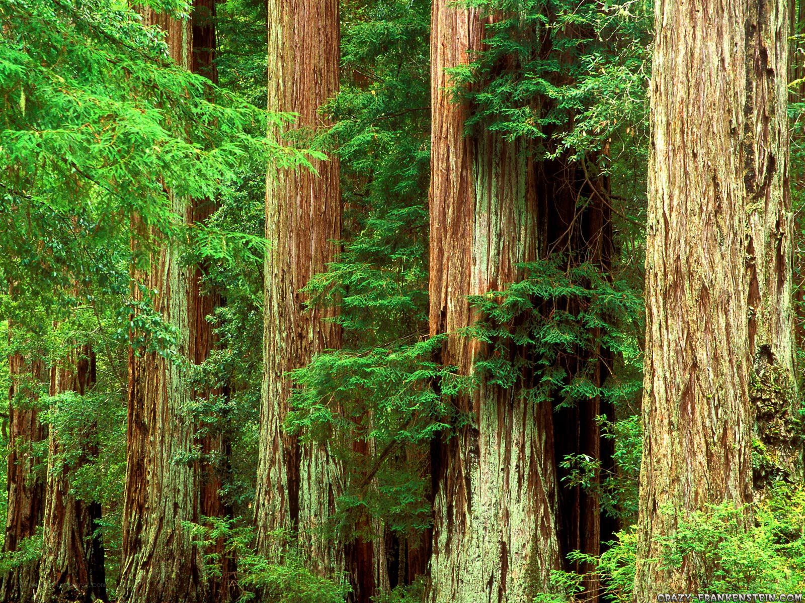 Redwood forest giants