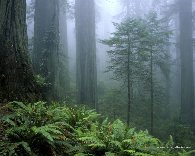Redwood Forest — Green, Misty, Morning